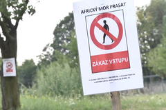 Zákaz vstupu, africký mor prasat. Lidé na Zlínsku nesmí do lesů a polí