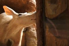 Hrabáč je ohebný strávník. Dostane se k potravě klidně i za roh