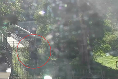 Medvědice pokousala opilého muže, který jí vlezl do výběhu. Incident zachytila kamera