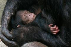 Šimpanzí mláďata jsou jako miminka, kupují je dětem na hraní, až vyrostou, zabijí je, říká Ammann