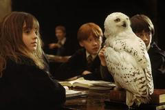 Harry Potter, sova