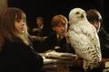 Harry Potter, sova