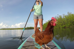 Slepice se vozí po moři na prkně. S majitelkou sledují západy slunce