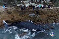 Velryba, kterou zachránily desítky lidí, byla nalezena mrtvá na pláži