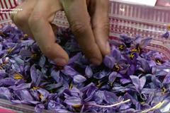 V Afghánistánu vzkvétá obchod s nejdražším kořením světa. Cenný šafrán pěstují především ženy