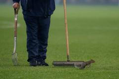 Veverka na zápase Manchesteru City s Wolverhamptonem