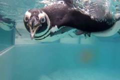 Ústecká zoo otevřela novou expozici. Nedávným přistěhovalcům musela vytvořit domov na míru