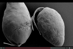 Čeští badatelé se ponořili do hlubin oceánů za diplonemidy. Mořské prvoky zatím nikdo neprozkoumal