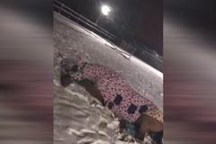 VIDEO: To je radost. Nadšený kůň dovádí v čerstvě napadaném sněhu