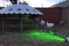 Slepice žijí v létajícím talíři. Americký pár vyrobil své drůbeži jedinečný kurník