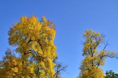 Babí léto, kolo, ilustrační