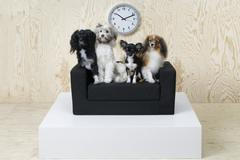 Ikea pro domácí zvířata