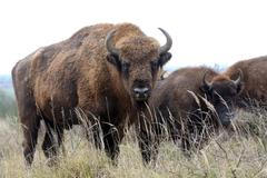 Druhá várka zubrů je v Česku