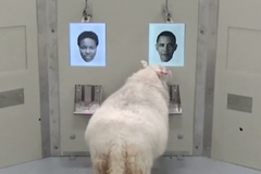 Vědci zkoumali inteligenci ovcí. Zjistili, že umí rozeznat obličeje