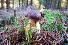 Houby 2016 - Miroslav Kudela