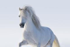 Splní se pranostika s Martinem na bílém koni? Sledujte předpověď počasí