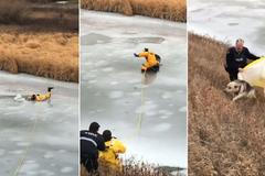 Hasiči dramaticky zachraňovali psa propadlého do ledu