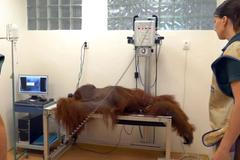 Rentgen i ultrazvuk. Vyšetření vyhublého orangutana se neobešla bez ketaminu i skupiny ošetřovatelů