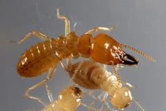 Jan Šobotník - termiti