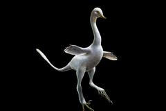 Halszkaraptor escuilliei