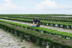 Řasy, ilustrační foto