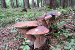 Houby 2016 - Pavel Kolman