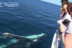 Neobvykle kamarádské velryby překvapily posádku lodi velkou zvědavostí