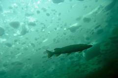 Potápění pod ledem