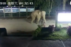 Slon přešel hranici z Číny do Laosu. Nedbal na bezpečnostní zátarasy