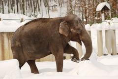 Zoo v zimě - Zoo Ostrava