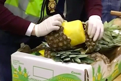 Nový trik pašeráků kokainu. Převáželi drogu v ananasech