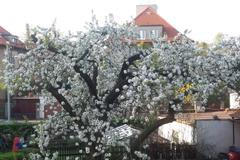 Začalo jaro (nebo rovnou léto), na zahradě bíle vybuchla třešeň
