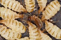 Badatelé objevili neobyčejný úkaz u některých druhů termitů. Královny si umí vytvořit své klony