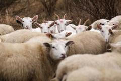 Antonín Zeman, pastevec a pasáček ovcí a koz v Praze