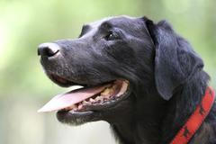 Psí záchranářka Red - zachraňovala během 11. září 2001