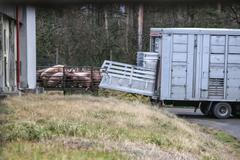 Z vepřína v Letech firmy AGPI odvážejí poslední prasata, 14.3.2018