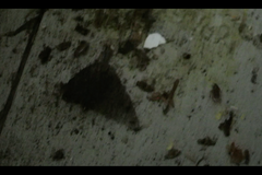 Všude byl hmyz a špína. Inspekce zavřela asijské bistro v Brně