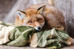 Záchranná stanice pro volně žijící živočichy Jinonice, Praha