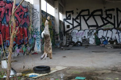 Epos - Trafo Gallery