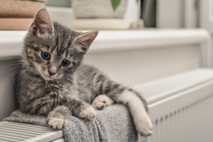 Ušetřeno Aktuálně úvodní foto