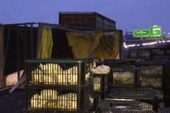 Na dálnici D1 se nad ránem převrátil kamion se slepicemi