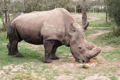 Nosorožec Súdán v keňské rezervaci Ol Pejeta.