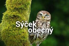 pro grafiku - pták roku 2018