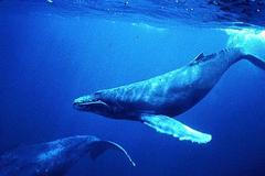 Lov velryb stále pokračuje