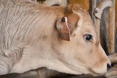 Co je šetrná pasterace a jak se pozná jogurt se "zdravými" bakteriemi?