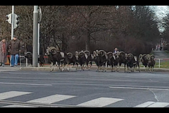 Čtenář natočil muflony přebíhající rušnou křižovatku u Thomayerovy nemocnice