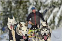 Šediváčkův long - Roman Habásko