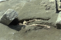 Nebožák z Pompejí. Láva ho drtila, a ještě mu hlavu urazil kamenný kvádr