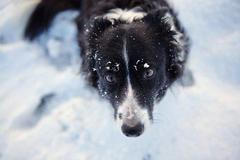 Border kolie, sníh