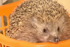 Obézní ježci se nestočí do klubíček. Dostávají přísnou dietu